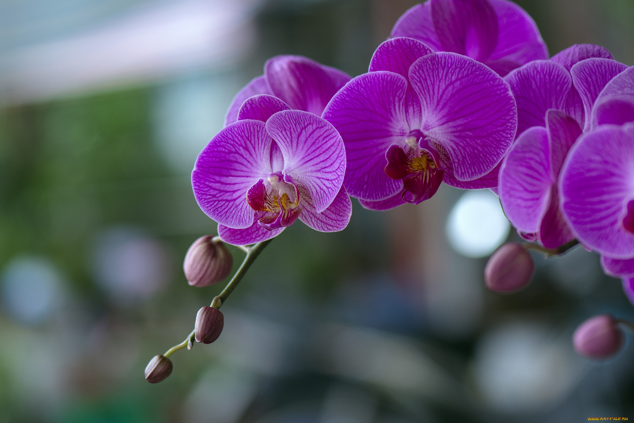 , , , flowers, orchids, flowering